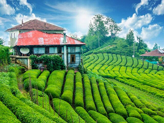 Karadeniz Yaylaları ve Batum Turu | 4 Gece Konaklamalı Uçaklı İstanbul Çıkışlı