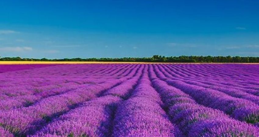 Salda Gölü Pamukkale ve Lavanta Bahçeleri Turu | 1 Gece Otel Konaklamalı