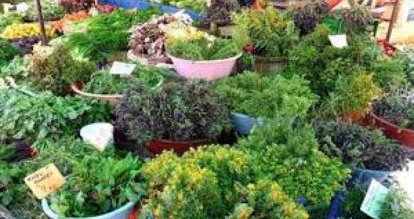 Alaçatı Ot Festivali | 1 Gece Otel Konaklamalı