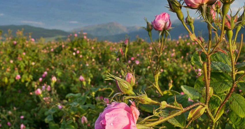 Isparta Gül Hasadı Salda Gölü ve Pamukkale Turu | 1 Gece Otel Konaklamalı