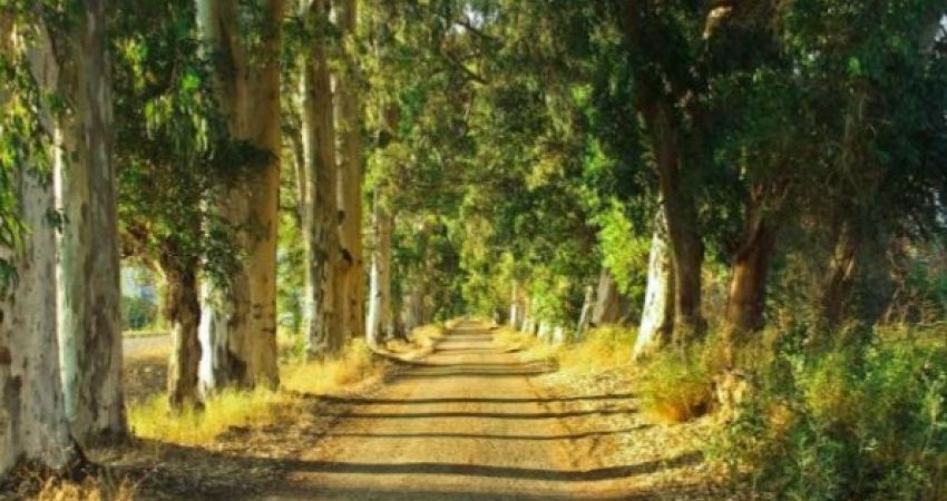 Uçaklı Badem Çiçeği Festivali Turu | 1 Gece Konaklamalı