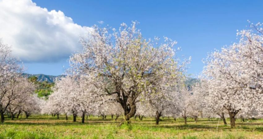 Uçaklı Badem Çiçeği Festivali Turu | 1 Gece Konaklamalı