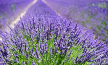 Salda Gölü Pamukkale ve Lavanta Bahçeleri Turu | 1 Gece Otel Konaklamalı