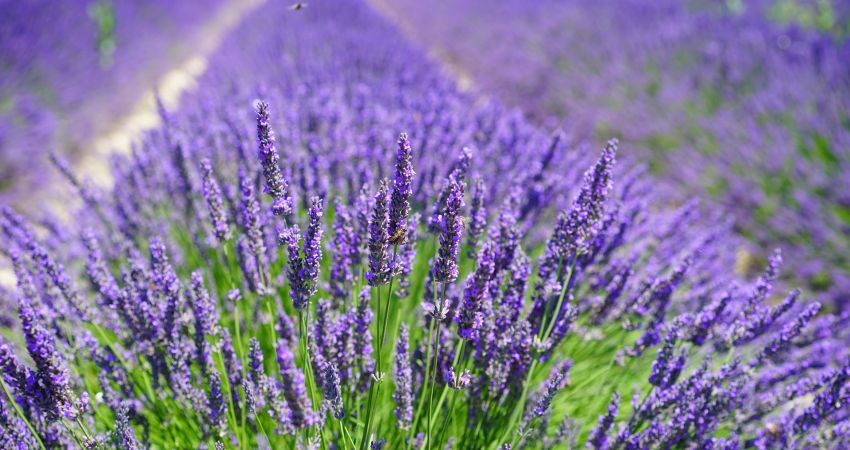 Isparta Gül Hasadı Salda Gölü ve Pamukkale Turu | 1 Gece Otel Konaklamalı