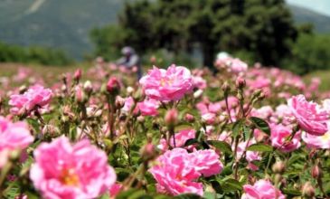 Isparta Gül Hasadı Salda Gölü ve Pamukkale Turu | 1 Gece Otel Konaklamalı