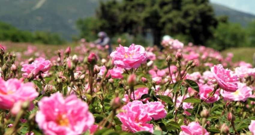 Isparta Gül Hasadı Salda Pamukkale ve Çeşme Alaçatı Turu | 1 Gece Konaklamalı
