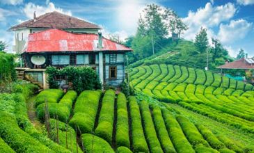 Karadeniz Yaylaları ve Batum Turu | 4 Gece Konaklamalı Uçaklı İstanbul Çıkışlı