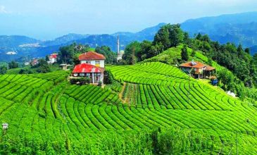 Aydın Çıkışlı Karadeniz Yaylalar ve Batum Turu | 4 Gece Otel Konaklamalı