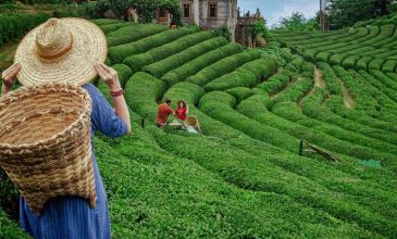 Gündüz Yolculuğu ile Karadeniz Yaylalar ve Batum Turu | 5 Gece Otel Konaklamalı